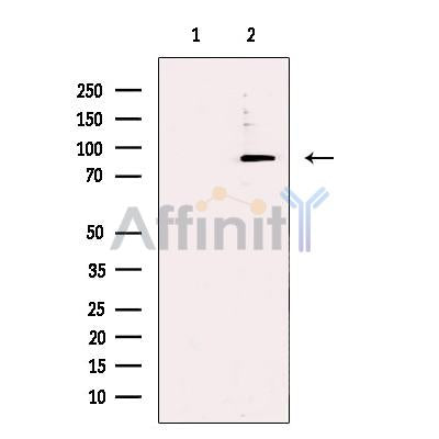 iASPP Antibody -DF13432
