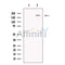 Plexin A4 Antibody -DF13436