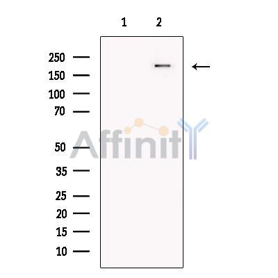 Plexin A4 Antibody -DF13436