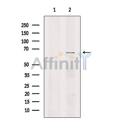 LYRIC Antibody -DF13437