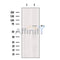 LYRIC Antibody -DF13437
