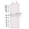 Frizzled 4 Antibody -DF13439