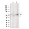 OLFM4 Antibody -DF13440