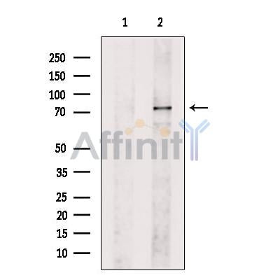 LOXL2 Antibody -DF13442
