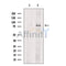 LOXL2 Antibody -DF13442