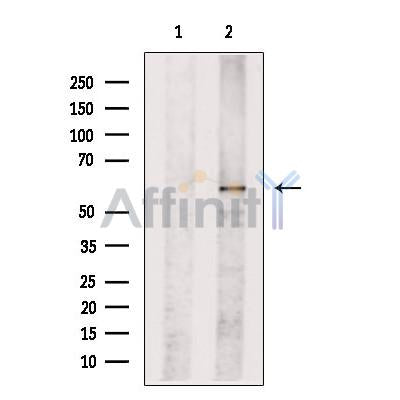 TOM1L2 Antibody -DF13443