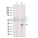 Slap Antibody -DF13444