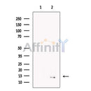 RPA14 Antibody -DF13445