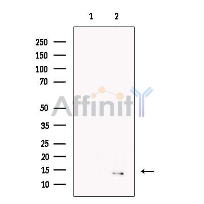 RPA14 Antibody -DF13445