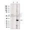 PGAM2 Antibody -DF13447