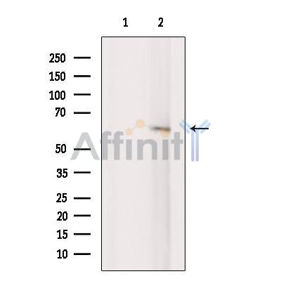 STAM1 Antibody -DF13448