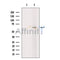 STAM1 Antibody -DF13448
