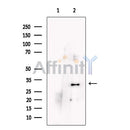 Phospho1 Antibody -DF13449