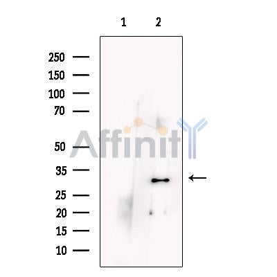 Phospho1 Antibody -DF13449