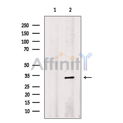 START domain containing 7 Antibody -DF13450
