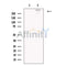 Chd7 Antibody -DF13453