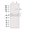 ITIH2 Antibody -DF13454