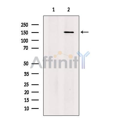 SCC112 Antibody -DF13456