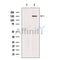 SCC112 Antibody -DF13456