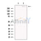 DNAH1 Antibody -DF13457