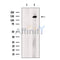 SALL1 Antibody -DF13458