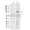 T Plastin Antibody -DF13459