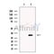 CLCA3 Antibody -DF13460