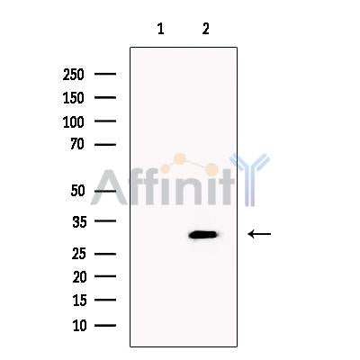 CLCA3 Antibody -DF13460