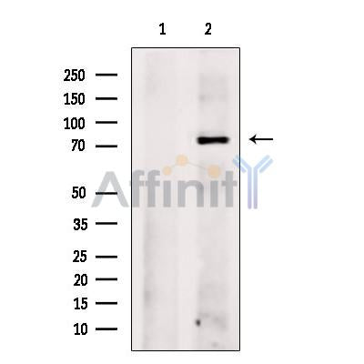 CBX4 Antibody -DF13461