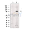 CBX4 Antibody -DF13461