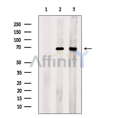 Apc7 Antibody -DF13464
