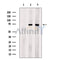 Apc7 Antibody -DF13464