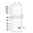 Histone H2A-Bbd Antibody -DF13466