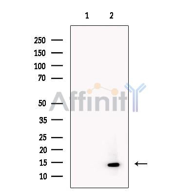 Histone H2A-Bbd Antibody -DF13466