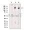 Kinesin 5A Antibody -DF13467