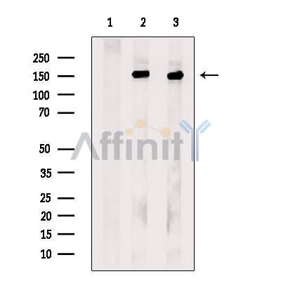 Kinesin 5A Antibody -DF13467