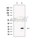 PERP Antibody -DF13468