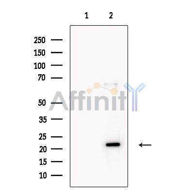 PERP Antibody -DF13468
