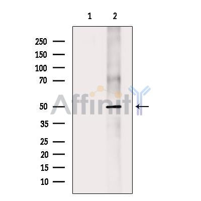 DR3 Antibody -DF13469