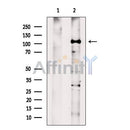 HLTF Antibody -DF13471