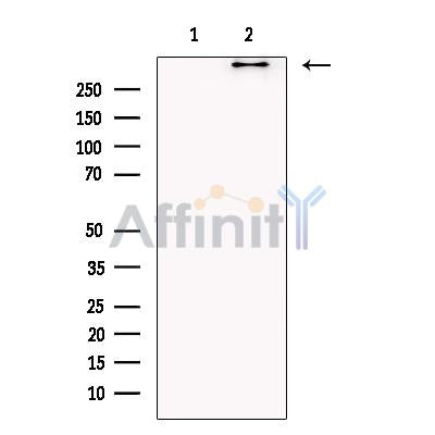 BIRC6 Antibody -DF13472