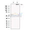 BIRC6 Antibody -DF13472
