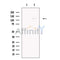 HIRA Antibody -DF13473