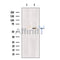 PAF1 Antibody -DF13474