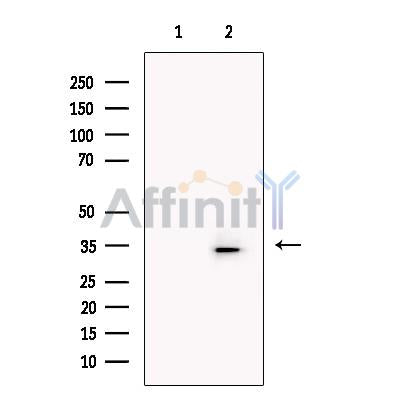 GODZ Antibody -DF13476