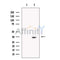 GODZ Antibody -DF13476