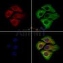 WISP2 Antibody -DF13479