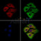 WISP2 Antibody -DF13479