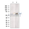 KCNK10 Antibody -DF13480