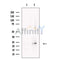 Neurturin Antibody -DF13481